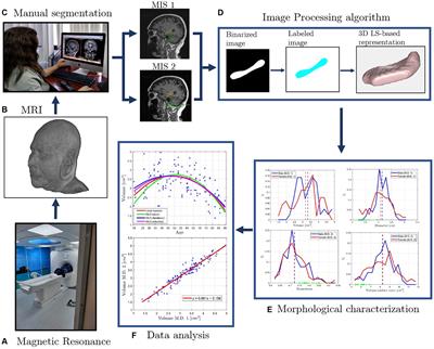 Morphological characterization of the hippocampus: a first database in Ecuador